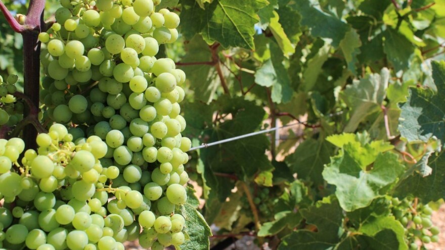 Vinari, objavljen je popis vinarija s utvrđenom kvotom za skladištenje