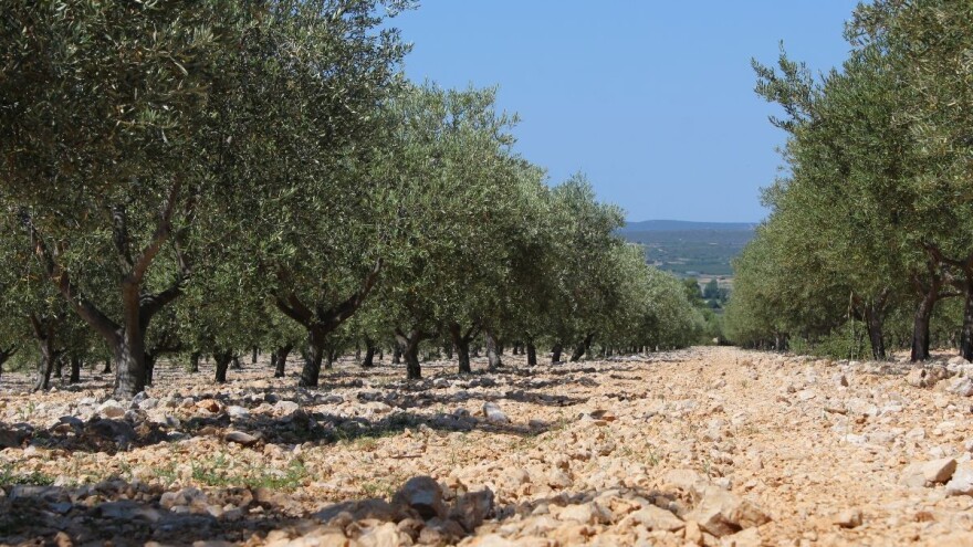 Suša utječe na kvalitetu maslinova ulja - koje mjere osim navodnjavanja mogu pomoći?