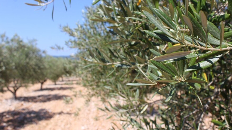 Zašto frezanje nije dobro za suzbijanje korova u masliniku?