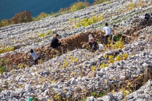 U Italiji se može posvojiti poljoprivredna terasa - ideja i za nas?