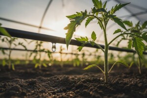 Poljoprivredni glasnik broj 3 / 11