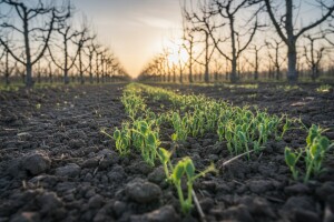 Poljoprivredni glasnik broj 6 / 08