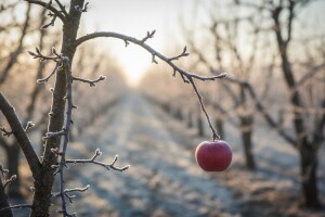 Poljoprivredni glasnik broj 6 / 10