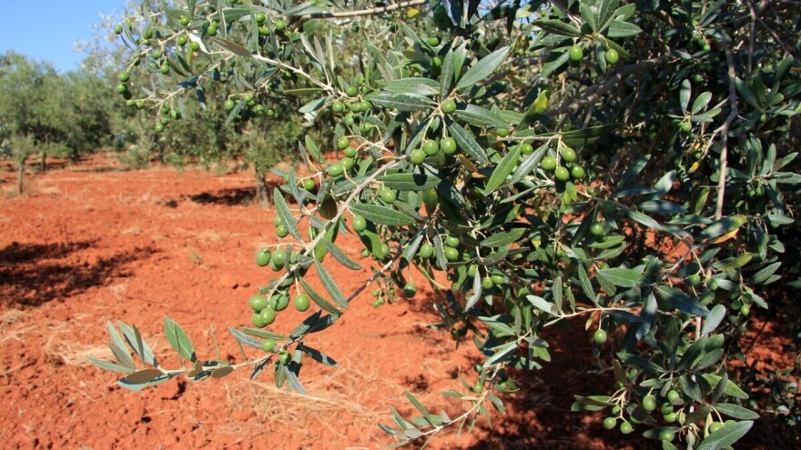 Maslinik: Zelenu masu ostavite na površini tla jer služi za malčiranje nasada