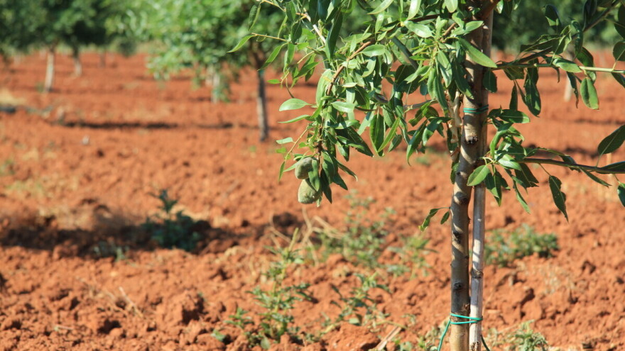 Istarska bjelica je najranija sorta masline za berbu u Hrvatskoj