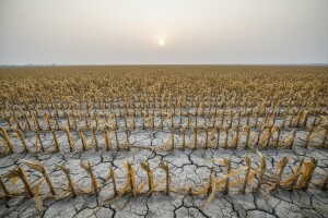 Poljoprivrednici zbog suše gubitnici