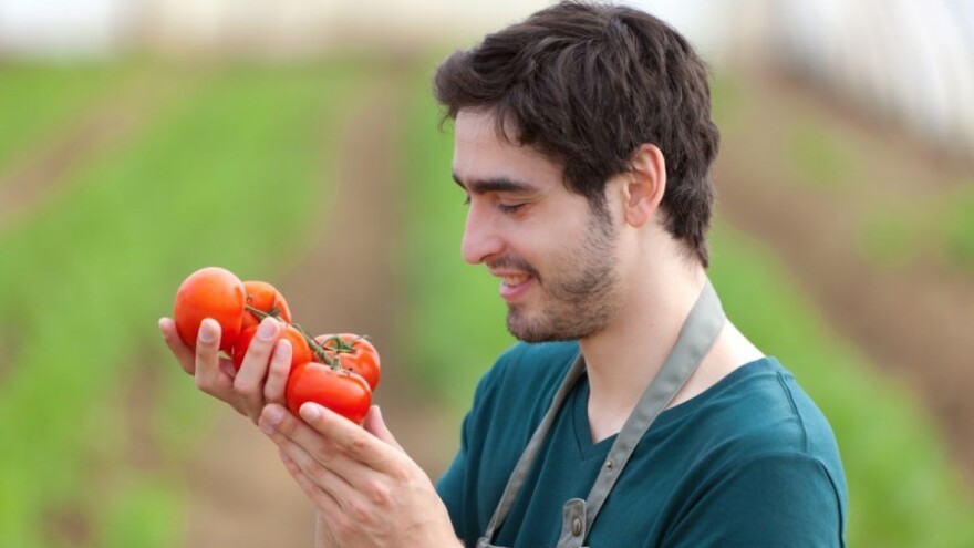 Otpad rajčice proizvodi energiju!