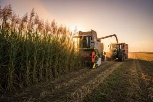 Poljoprivrednim uzgojem do biogoriva
