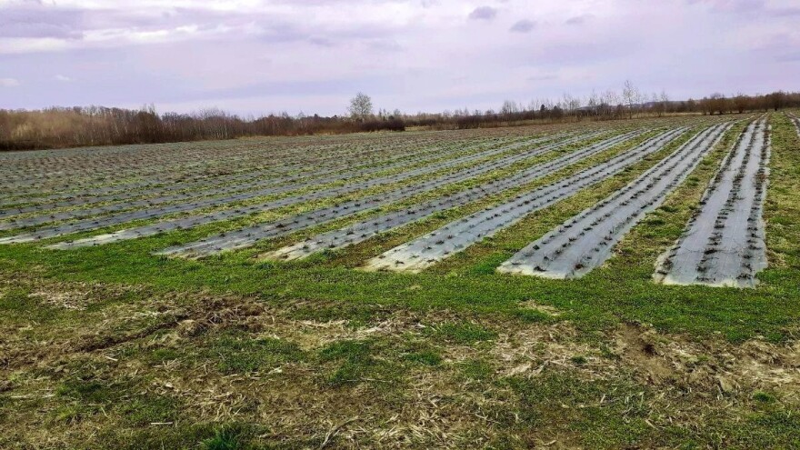 Zakon o poljoprivrednom zemljištu: Limitirani hektari na koje država ima pravo prvokupa