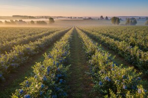Poljska udvostručila uzgoj borovnica!