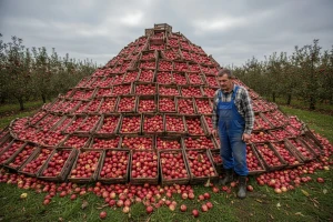 Poljske jabuke ne misle nestati samo tako