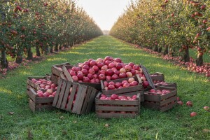 Poljske jabuke neće nestati tek tako!