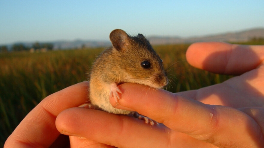 Poljski miš voli ozime useve