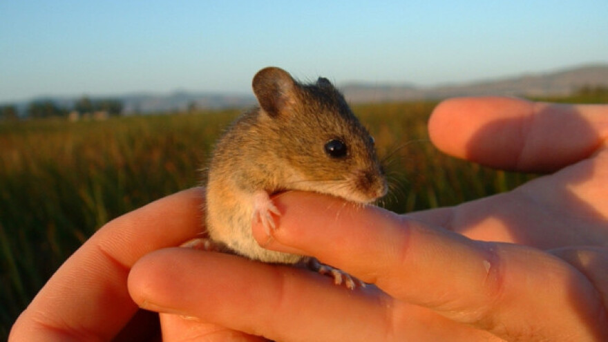 Poljski miš voli ozime usjeve