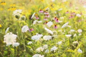 Poljsko cvijeće posijano u usjevima moglo bi smanjiti upotrebu pesticida