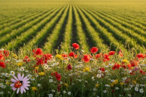 Poljsko cvijeće posijano u usjevima moglo bi smanjiti upotrebu pesticida