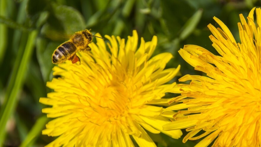 Već 16. Pčelarski dani u Vinkovcima!