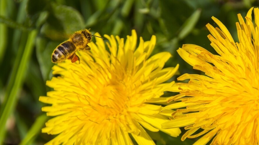 16. Pčelarski dani u Vinkovcima!