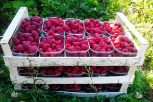 Nakon što završi sezona malina, uzgajaju gljive