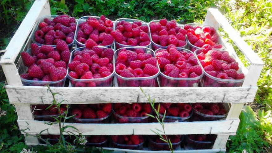 Nakon što završi sezona malina, uzgajaju gljive