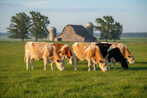 Poluslobodni sistem držanja goveda za veću mlečnost