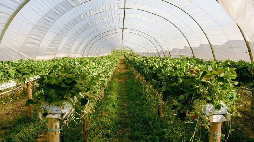 Uzgoj jagoda u tunelima - veći prinosi i više cijene