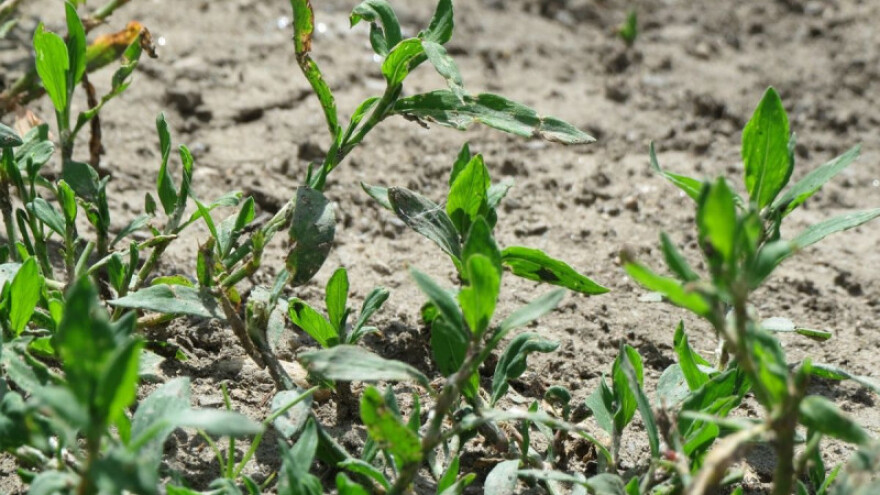 Osim smilja potražnja je i za drugim biljem!