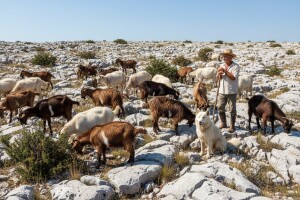 Pomaci u razvoju kozarastva u Zagori