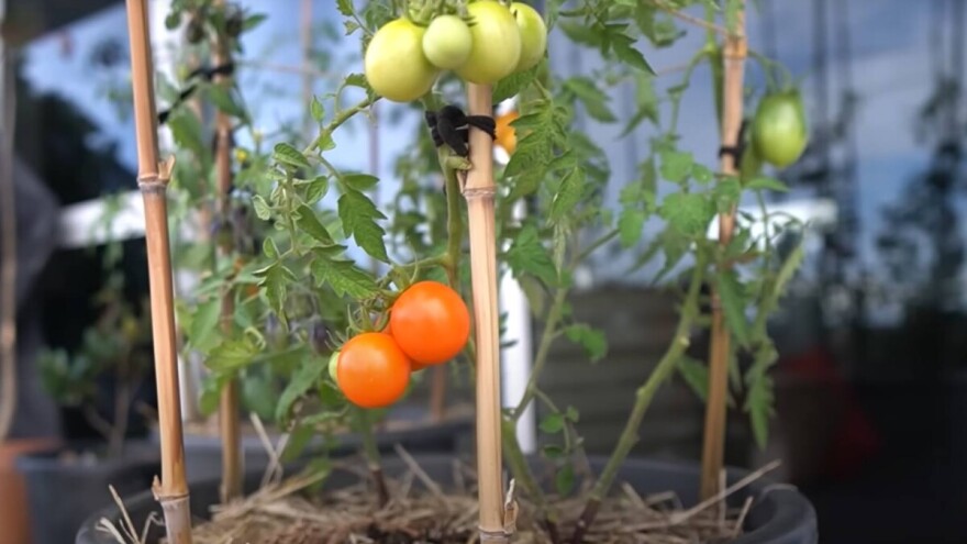 Krumpir i rajčica na jednoj biljci - hit na Instagramu