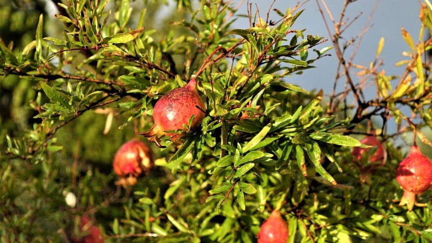 Sok od divljeg nara spreman osvojiti Europu