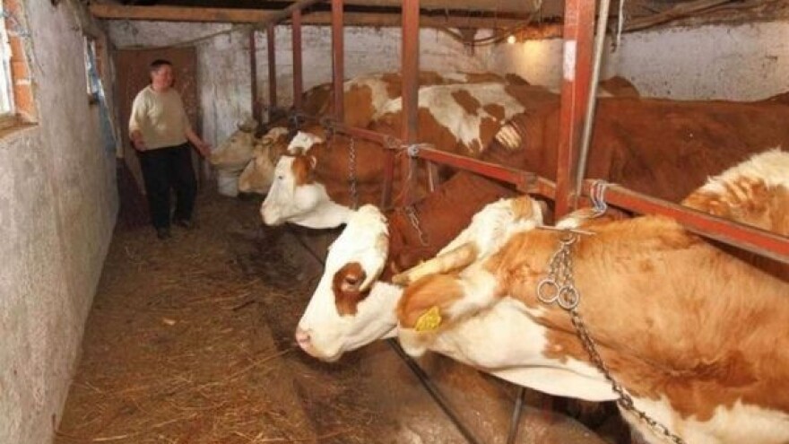 Kako će se isplatiti potpore mljekarima?