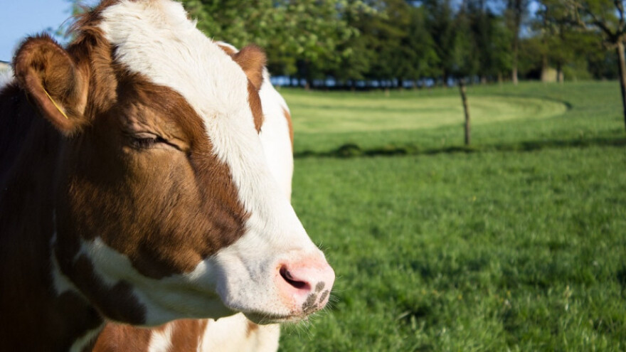 U Drvaru dobili steone junice i traktorski priključak