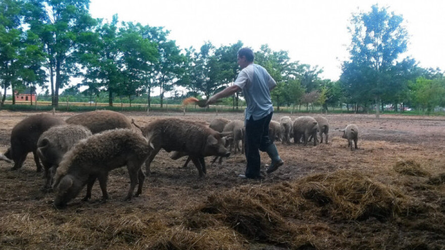 Uzgajivači fajferice naučili o uzgoju mangulica