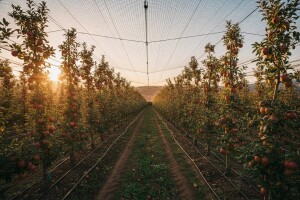 Pomoću IPARD-a do novih nasada jabuka i krušaka