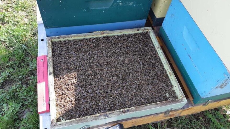 Sačuvajmo pčele: U poslednje dve nedelje više od 100 slučajeva pomora pčela