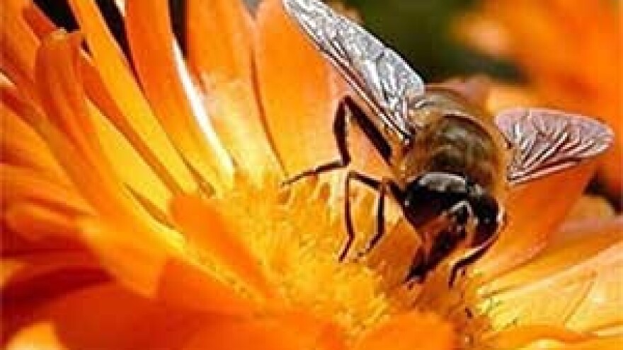 Kako sprečiti uginuće pčela zbog visokih temperatura