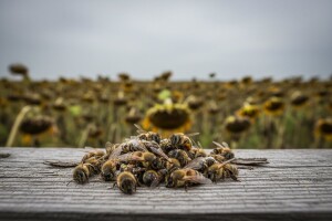 Pomor pčela u Kikindi!