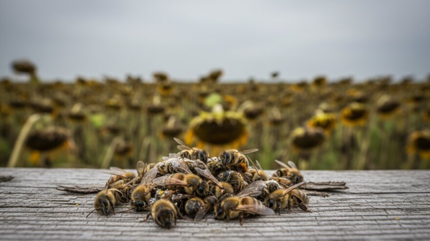 Pomor pčela u Kikindi!