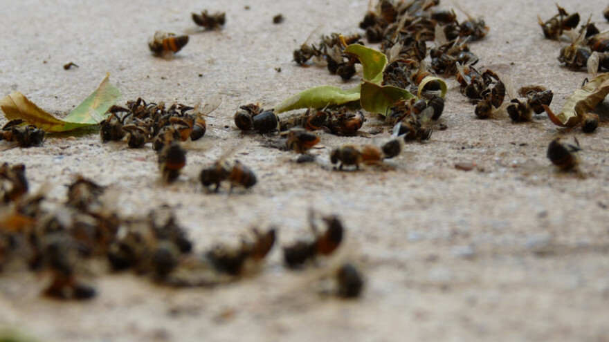 Pomor pčela zbog prskanja ambrozije?