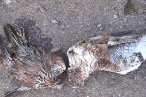 Katastrofa u Slavoniji: Bacali otrov po njivama da bi riješili glodavce pa potrovali ptice