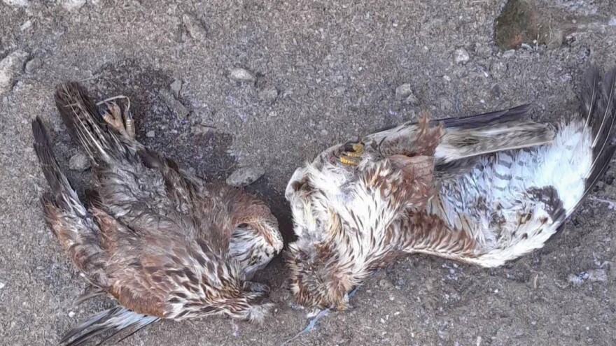 Katastrofa u Slavoniji: Bacali otrov po njivama da bi riješili glodavce pa potrovali ptice