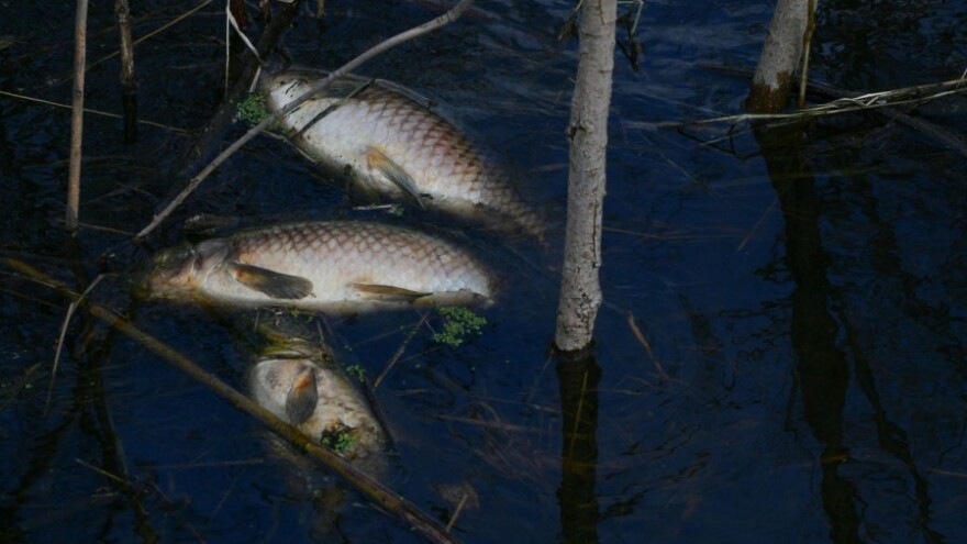 Potrovano 150 kilograma ribe
