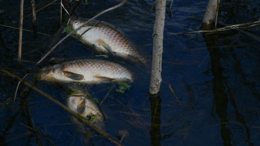 Pomor na Dravi - stradale dvije tone ribe