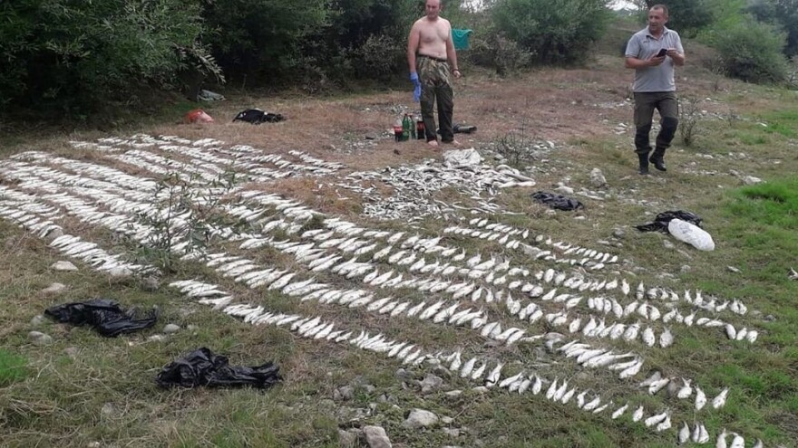 U Kolubari uginulo više od pola tone ribe, zagađenje zahvatilo i rečni tok