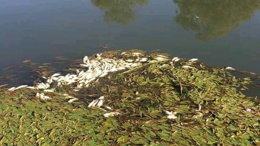 Koji je stvarni uzrok pomora ribe u Kolubari?