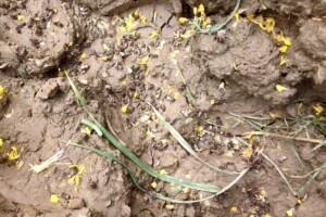 Jesu li otrovni pesticidi uzrok trovanja pčela!?