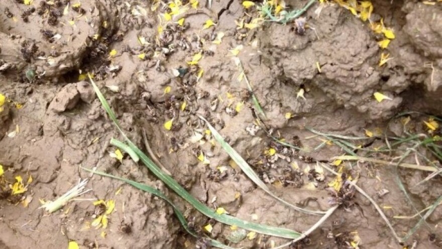 Jesu li otrovni pesticidi uzrok trovanja pčela!?