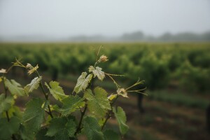 Ponavljamo obavijest vinogradarima o mjerama zaštite vinove loze