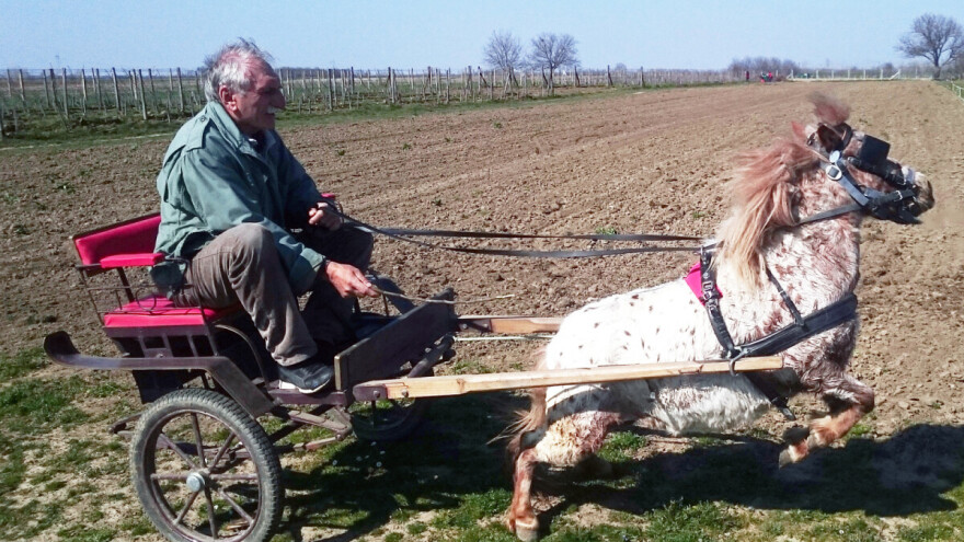 Poniji: Deluju umiljato, ali su vrlo izdržljivi. Teže do 200 kg, služili kao radna snaga