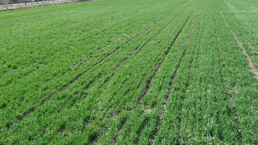 Jesenji bilans na srednjobanatskim njivama